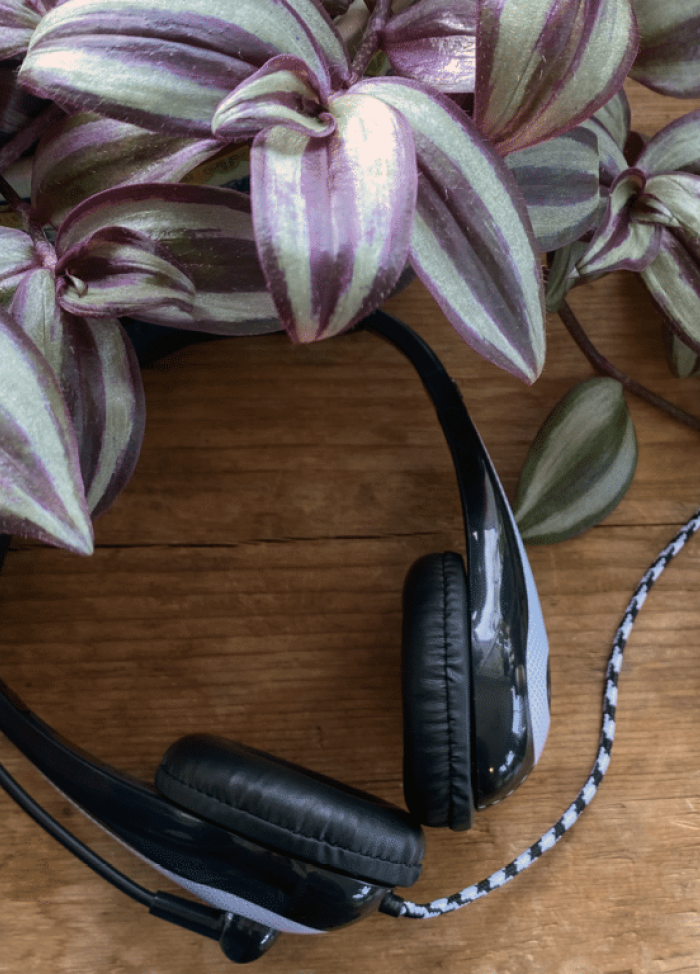 AVID Headphones next to a plant.