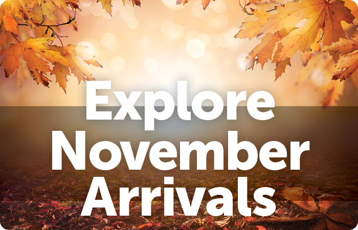 Explore November Arrivals