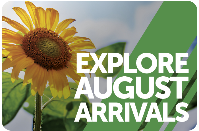 Explore August Arrivals