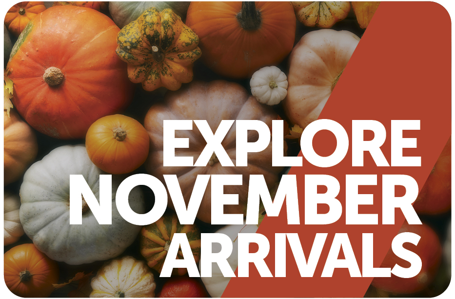 Explore November Arrivals